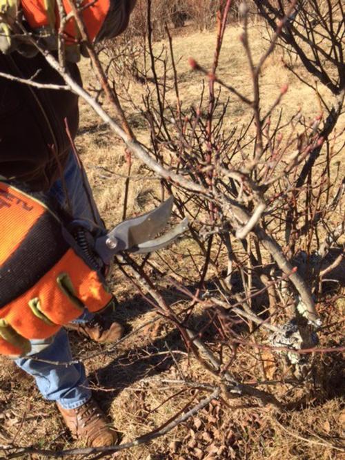 Blueberry Pruning