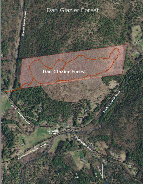 Dan Glazier Forest