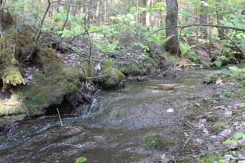 Scheffey stream feeding Roaring Brook