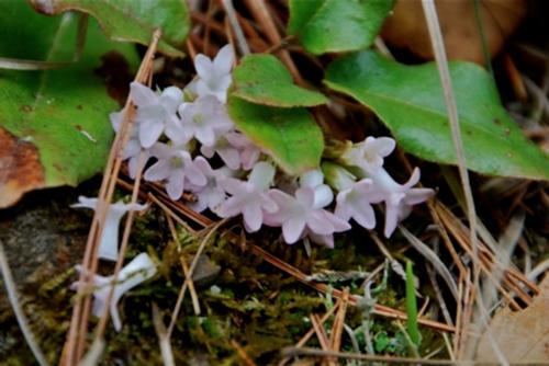 cave hill trailing arbutus