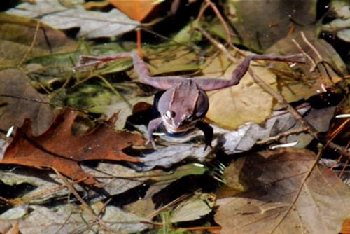 cave hill wood frog
