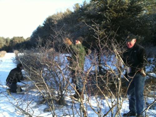 blueberry pruning at 9 degrees
