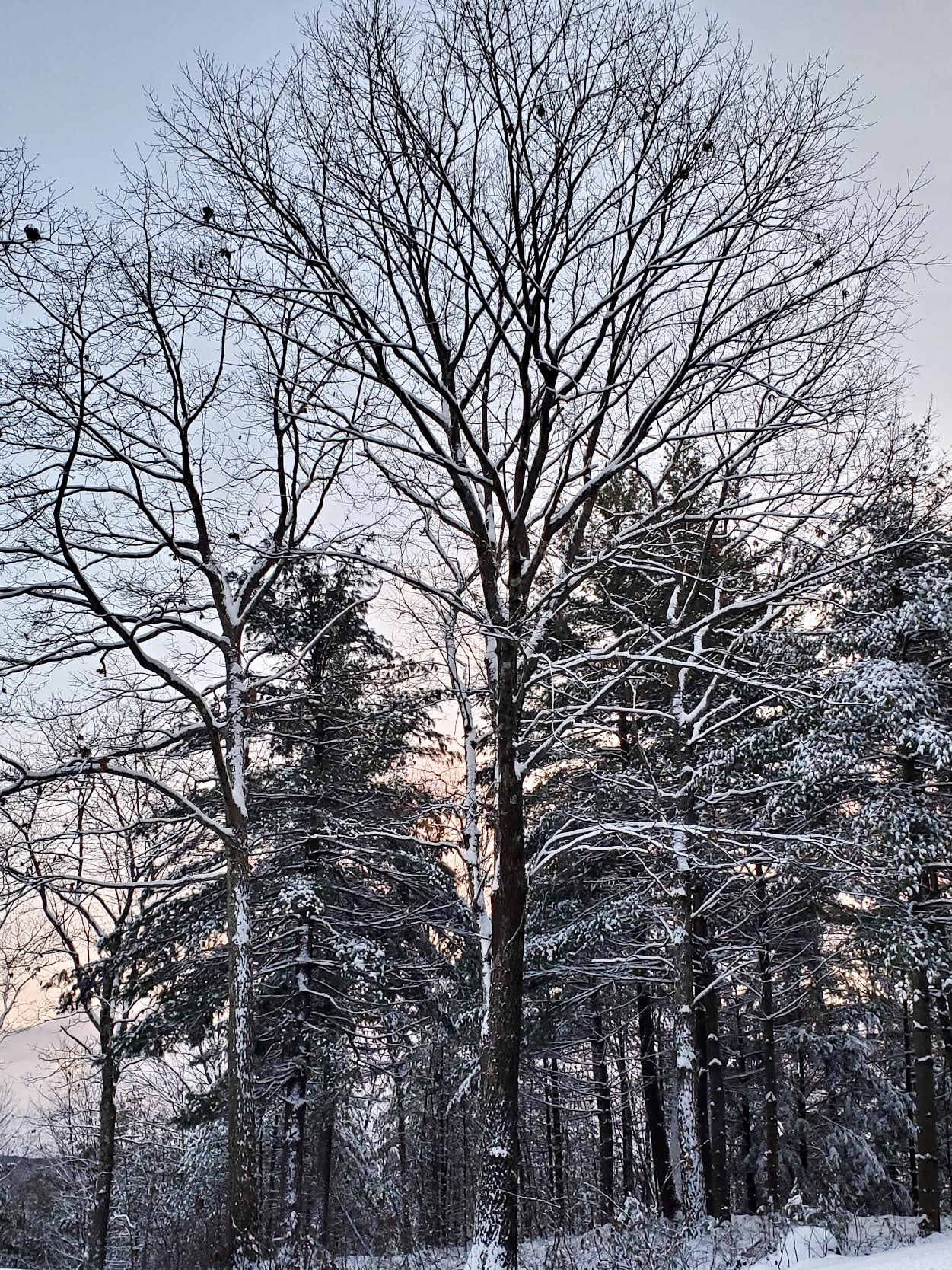 Snowy Tree