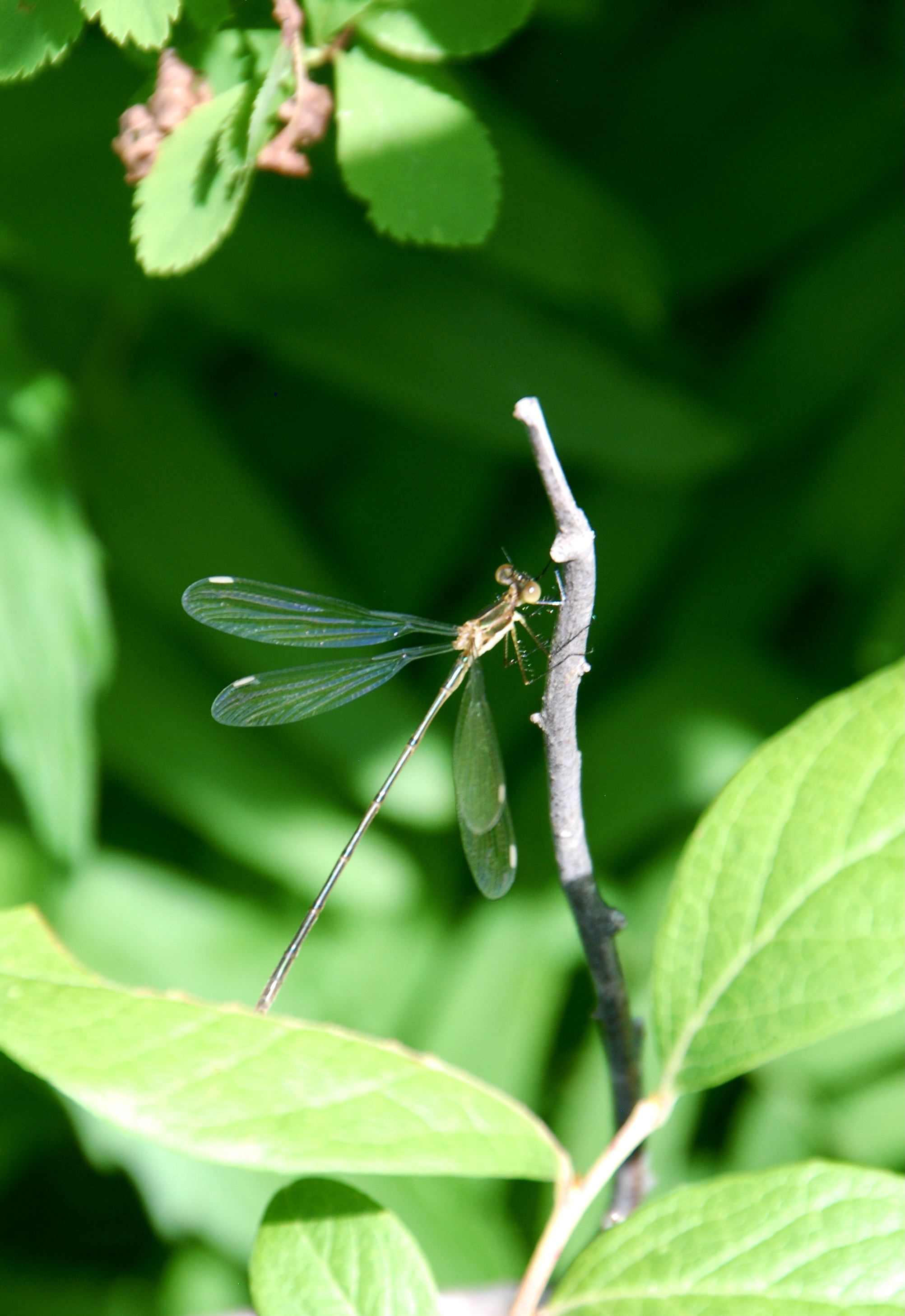 Dragonfly