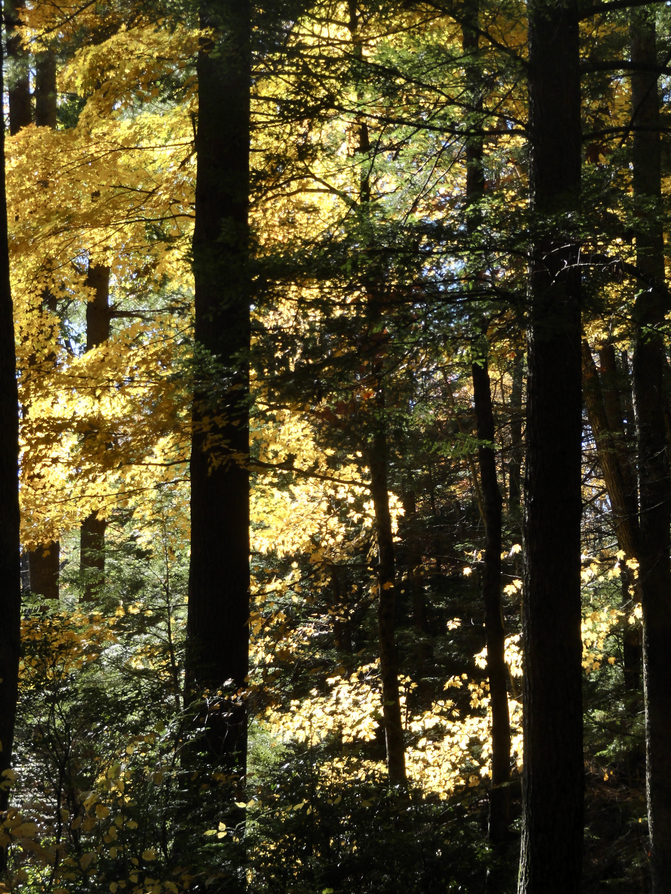 Sunlit leaves